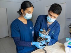 Cachorro de felino silvestre fue remitido por Codechocó al CAV de Cornare para iniciar su rehabilitación.