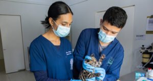 Cachorro de felino silvestre fue remitido por Codechocó al CAV de Cornare para iniciar su rehabilitación.