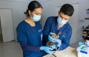 Cachorro de felino silvestre fue remitido por Codechocó al CAV de Cornare para iniciar su rehabilitación.