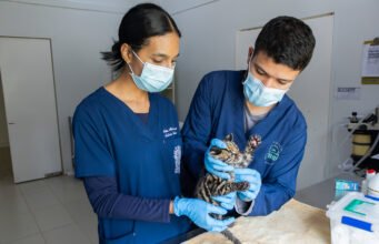 Cachorro de felino silvestre fue remitido por Codechocó al CAV de Cornare para iniciar su rehabilitación.