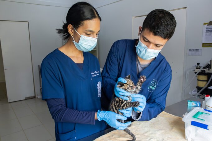 Cachorro de felino silvestre fue remitido por Codechocó al CAV de Cornare para iniciar su rehabilitación.