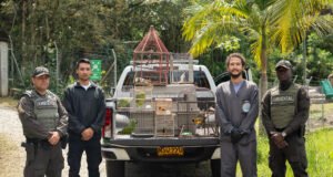 Ocho aves silvestres fueron incautadas por la Policía Ambiental en una vivienda en zona rural de Guarne.