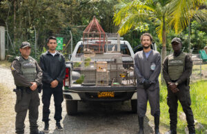 Ocho aves silvestres fueron incautadas por la Policía Ambiental en una vivienda en zona rural de Guarne.