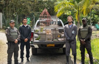 Ocho aves silvestres fueron incautadas por la Policía Ambiental en una vivienda en zona rural de Guarne.