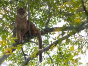 Cornare confirma presencia de puma en zona rural de La Unión, tras reporte ciudadano,