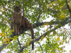 Cornare confirma presencia de puma en zona rural de La Unión, tras reporte ciudadano,