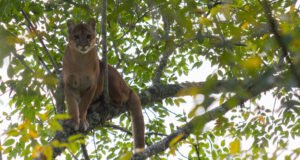Cornare confirma presencia de puma en zona rural de La Unión, tras reporte ciudadano,