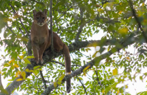 Cornare confirma presencia de puma en zona rural de La Unión, tras reporte ciudadano,