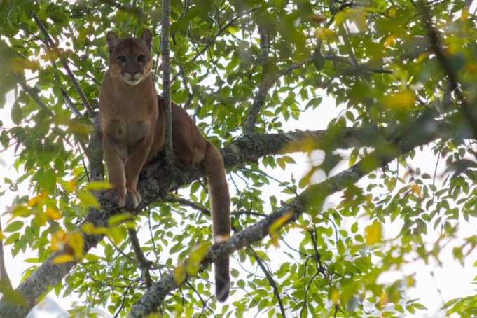 Cornare confirma presencia de puma en zona rural de La Unión, tras reporte ciudadano,