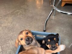 Alcaldía de Rionegro rechaza abandono de 3 cachorros en zona céntrica.