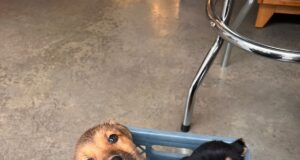 Alcaldía de Rionegro rechaza abandono de 3 cachorros en zona céntrica.