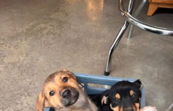 Alcaldía de Rionegro rechaza abandono de 3 cachorros en zona céntrica.