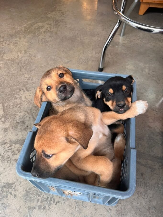 Alcaldía de Rionegro rechaza abandono de 3 cachorros en zona céntrica.