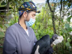 Dos aves silvestres sobrevivieron a disparos y ahora luchan por volver a volar.