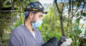 Dos aves silvestres sobrevivieron a disparos y ahora luchan por volver a volar.
