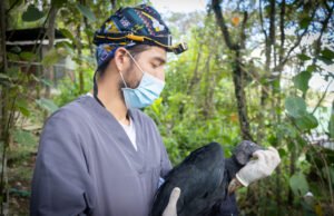 Dos aves silvestres sobrevivieron a disparos y ahora luchan por volver a volar.