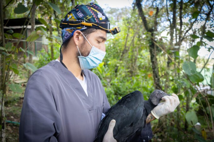 Dos aves silvestres sobrevivieron a disparos y ahora luchan por volver a volar.